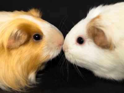 Общуване при морското свинче