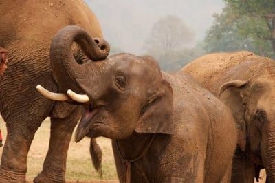 Общуване при слона