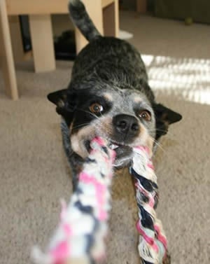 Обучение на кучето: Урок №7. Научете кучето на командата "ПУСНИ"