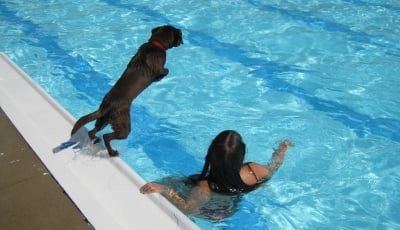 Обучение на кучето за плуване