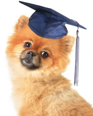 Предимства на училището за кучета