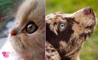 Очи, които говорят без думи