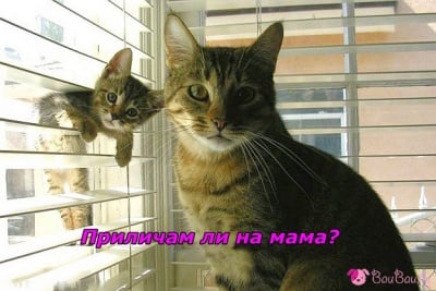 Това е "да си одрал кожата на майка си"