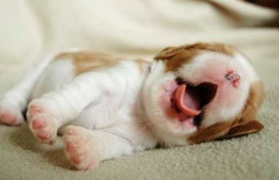 Поспаланко