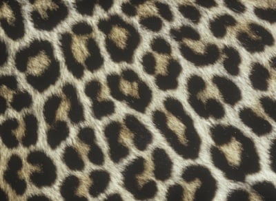 Окраска на леопард