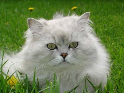 Окраска на Персийска котка