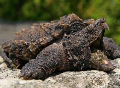 С какво е известна Алигаторовата костенурка?