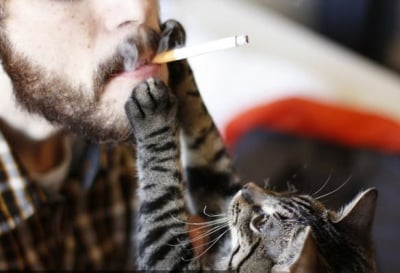 Опасни ли са цигарите за котките