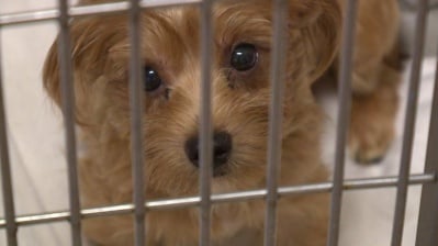 Опитаха се да изнесат незаконно десетки животни от България