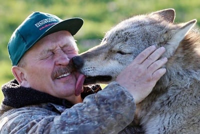 Опитомената вълчица Алма в руския резерват "Ростовски"