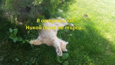 На гръб лесно се живее...