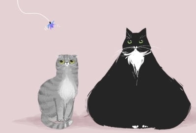 Котка, тежаща 16 кг бе осиновена от семейство в Сейнт Луис