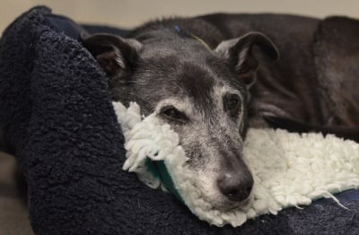 Осиновяване на възрастно куче - полезни съвети