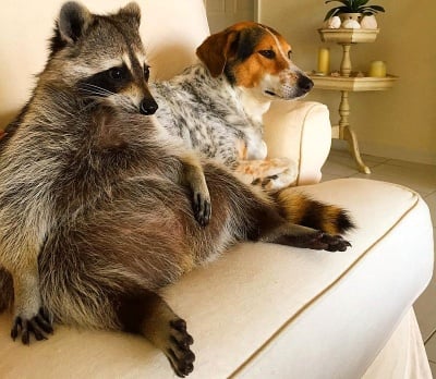 Осиротяло енотче расте в домашна среда, мислейки се за куче