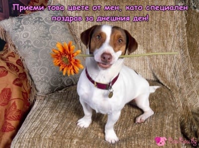 Честит 8-ми март