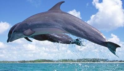 Особености на делфина