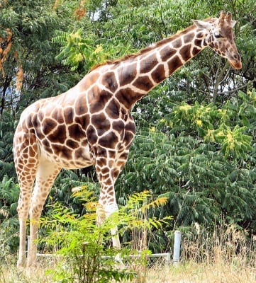 Особености на жирафа