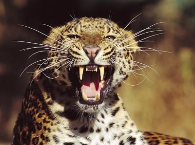 Особености на леопард