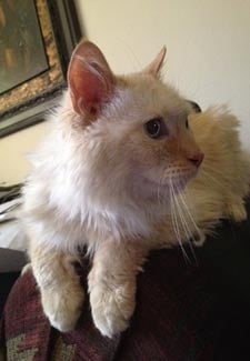 История -  доказателство за една истинска любов към домашния любимец