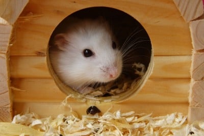 Отглеждане на хамстер у дома