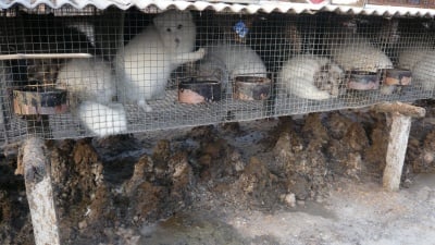 Правителството на Норвегия реши да се закрият всички ферми, отглеждащи животни за кожи