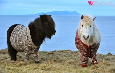 "Отиват ли ни новите жилетки?"