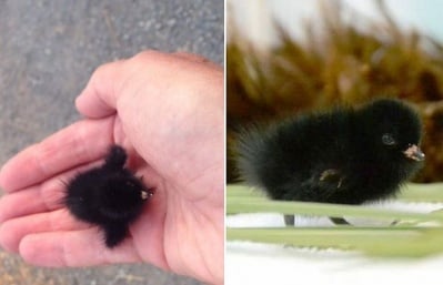 Откриха бебе на рядък вид птица