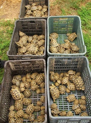 Открити защитени костенурки на сръбско-унгарската граница