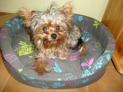 Арчи - моят любимец