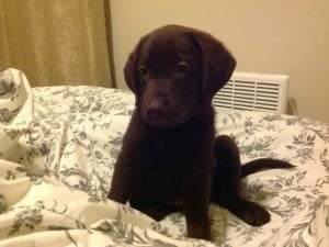 Арчи най-новия член на моето семейство!