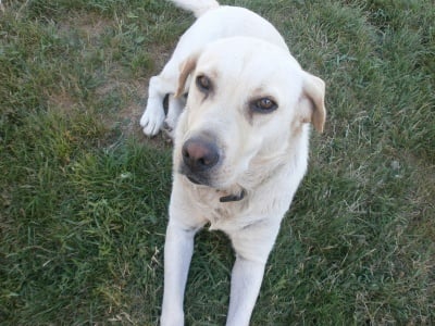 Моето куче Джила