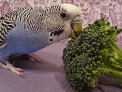 Папагал яде броколи