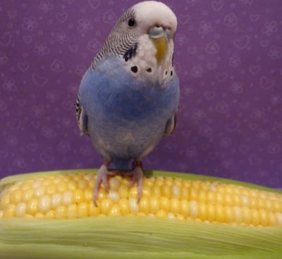 Папагал яде царевица