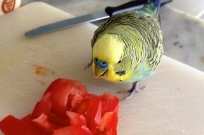 Папагал яде домаъ