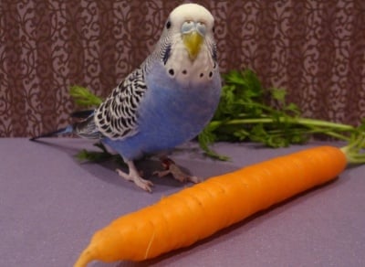 Папагал яде морков