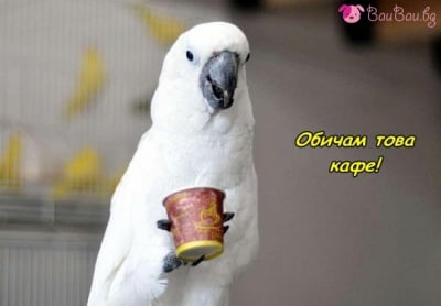 Любител на кафето