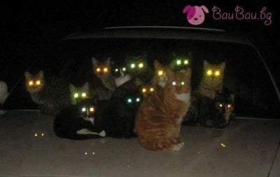 Съседките никога не спят!