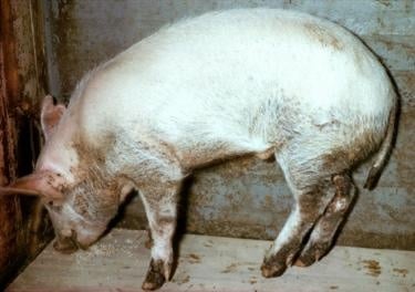 Паракератоза при свине