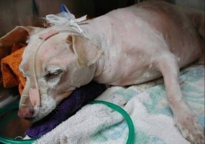 Парализа причинена от кърлежи при кучето