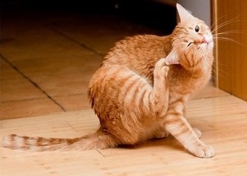 Паразити при котката