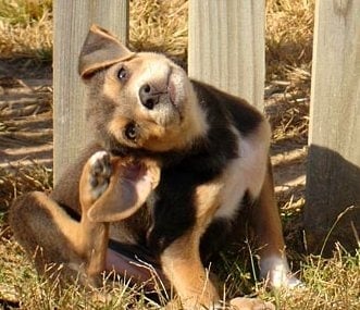 Паразити при кучето