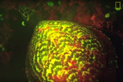 Невероятно: Учени откриха първата "светеща" костенурка