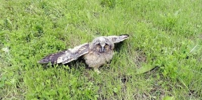 Какво да направим ако видим бебе-горска ушата сова на земята?