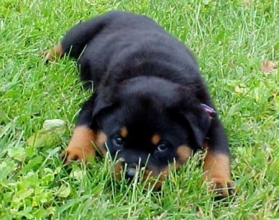 Парвовироза при кучето