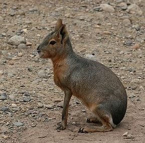 Патагонска мара