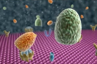 Обща патогенеза на болестите