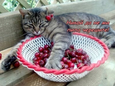 Пазителят на черешите