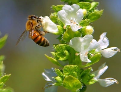 Пчелите изчезват мистериозно
