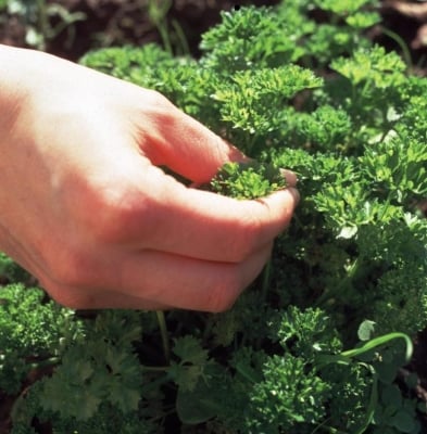 Фактори, променящи активността и определящи токсичността на билките