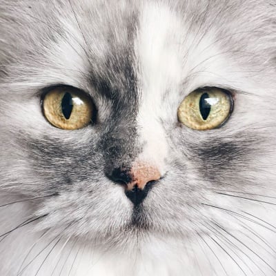 Запознайте се с Алис - котката с най - красива мраморна козина в света